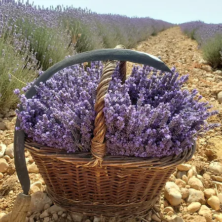 Luxusní stan La Bulle Ico *