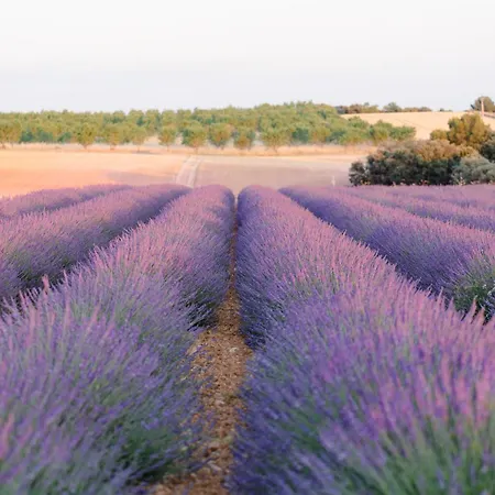 Glamping La Bulle Ico *