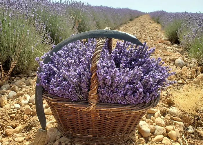 Luxusní stan La Bulle Ico *